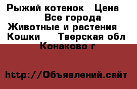 Рыжий котенок › Цена ­ 1 - Все города Животные и растения » Кошки   . Тверская обл.,Конаково г.